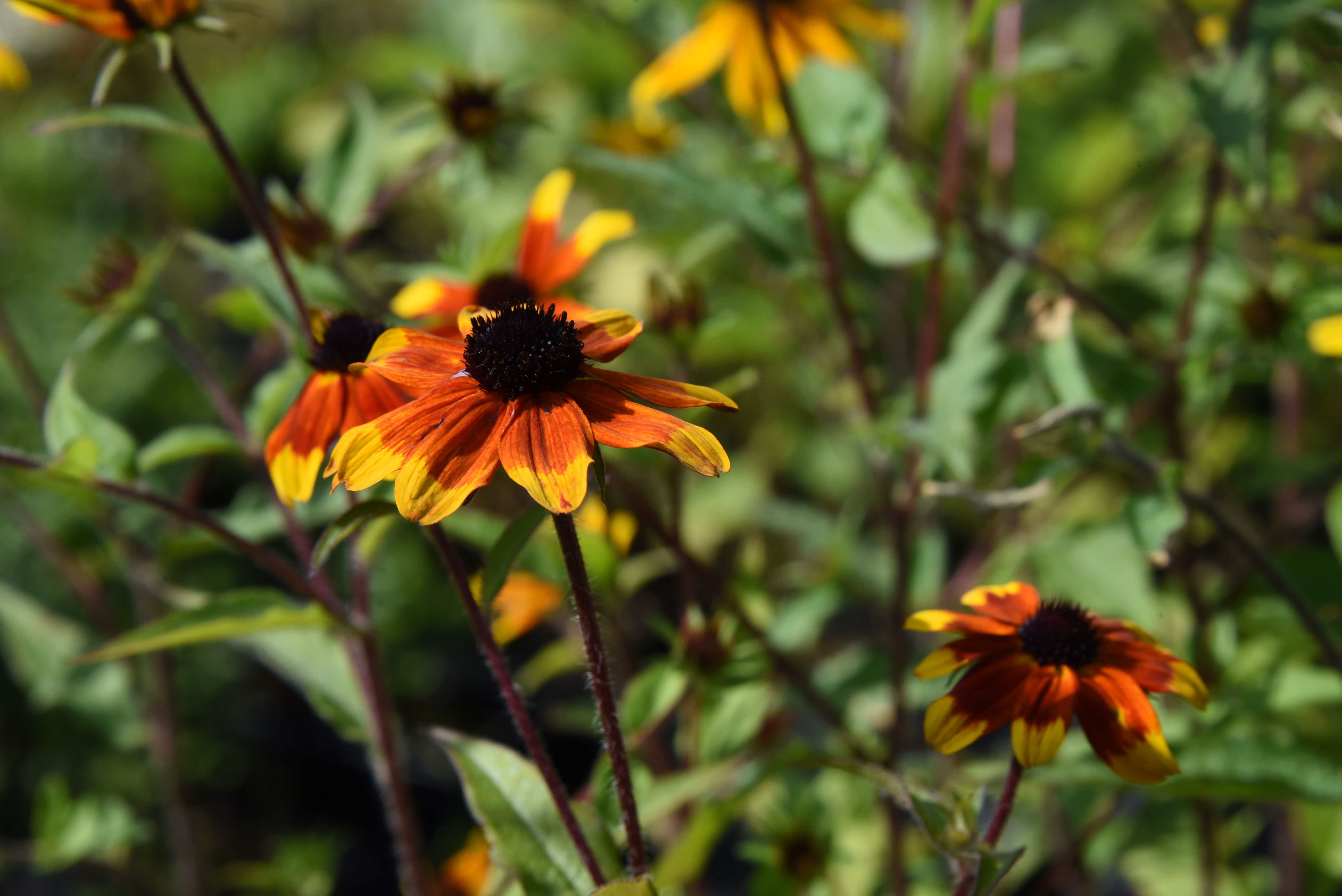 Rudbeckia triloba 'Prairieglow' bestellen